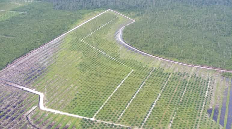La réalité : une plantation de palmiers à huile au lieu de la forêt tropicale à Bornéo Plantation de palmiers à huile à Bornéo (Kalimantan)