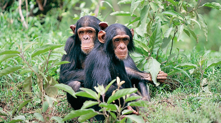 Deux chimpanzés