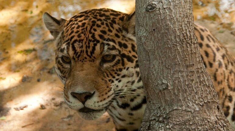 Jaguar derrière un tronc d’arbre