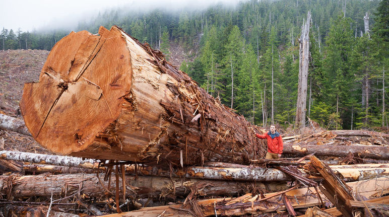 Arbre géant abattu dans la forêt côtière à Vancouver Island, British Columbia, Canada