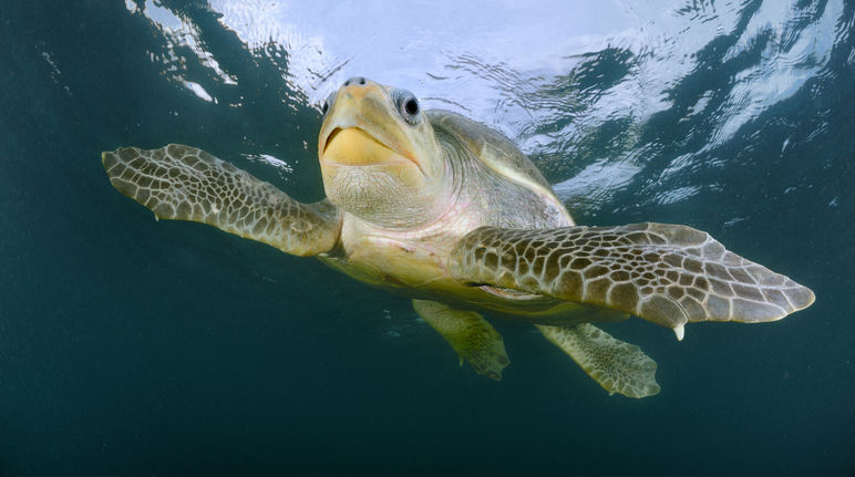 Tortues marines ou logements de luxe sur polders en Malaisie ? Tortue olivâtre (Lepidochelys olivacea)