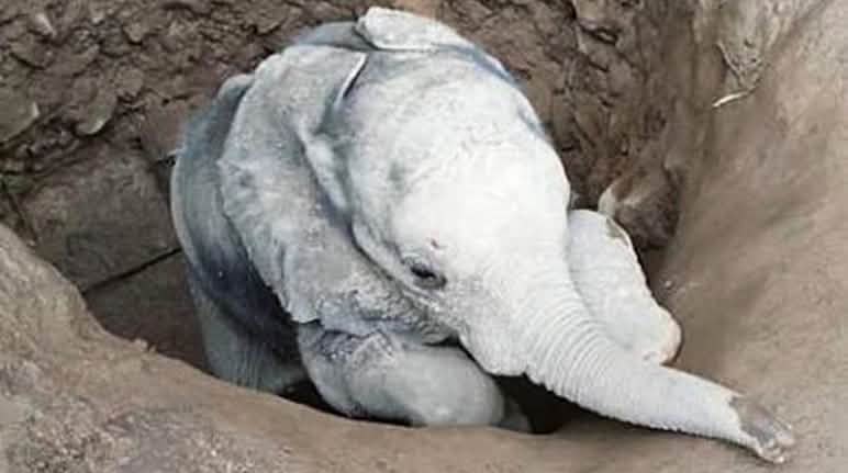L’éléphantelle Savannah secourue après être tombée au fond d’un puits