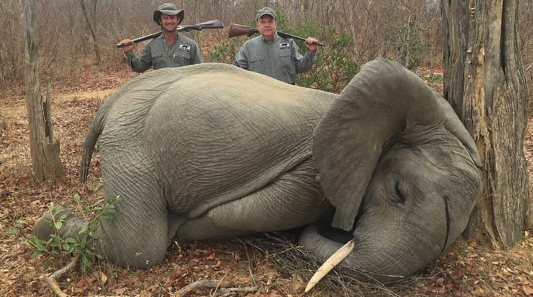Chasse touristique : des sommes à cinq chiffres pour avoir le droit d’abattre un éléphant Éléphant tué par des chasseurs "en légitime défense" au Zimbabwe