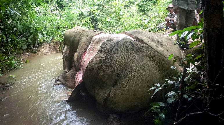 Comme si l’ivoire ne suffisait pas, la peau des éléphants est dorénavant vendue pour des supposées vertus médicinales en Chine La carcasse écorchée d’un éléphant dans la jungle de Birmanie (Myanmar)