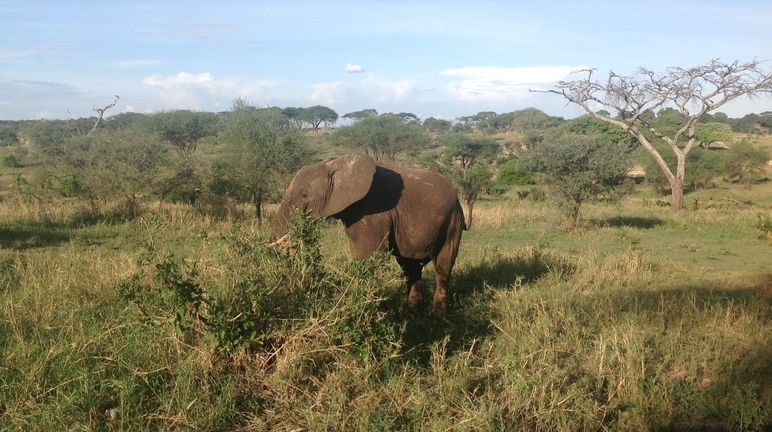 Éléphant en Tanzanie