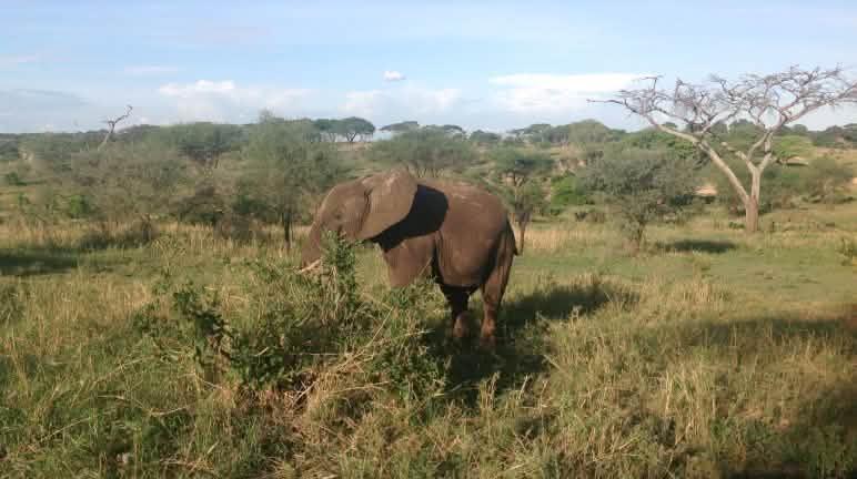 L’éléphant peut devenir dangereux pour les humains si son habitat est détruit Éléphant en Tanzanie