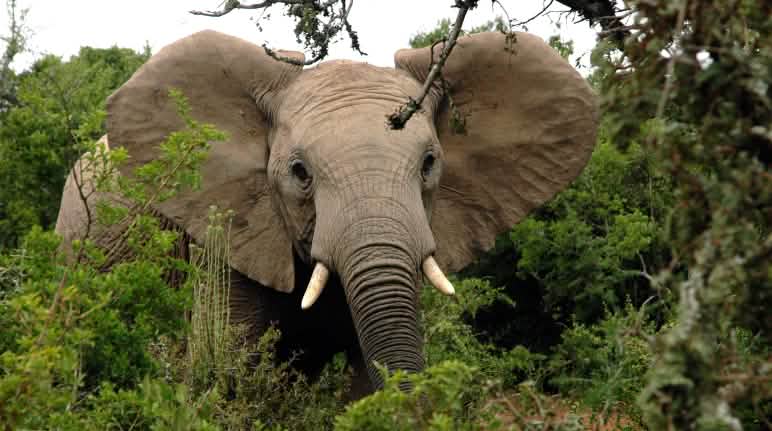 De 20 000 à 30 000 éléphants d’Afrique sont braconnés chaque année selon les estimations Eléphant d'Afrique dans la forêt