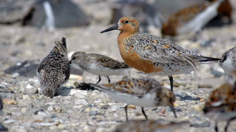 Les Bécasseaux maubèches migrent à l’autre bout de la planète - certains de l’est de la Russie jusqu’en Australie Le Bécasseau maubèche est un oiseau migrateur