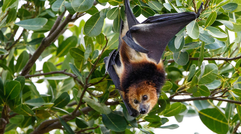 Une roussette noire (Pteropus Niger), espèce de chauve-souris endémique à l’île Maurice, suspendue à un arbre.