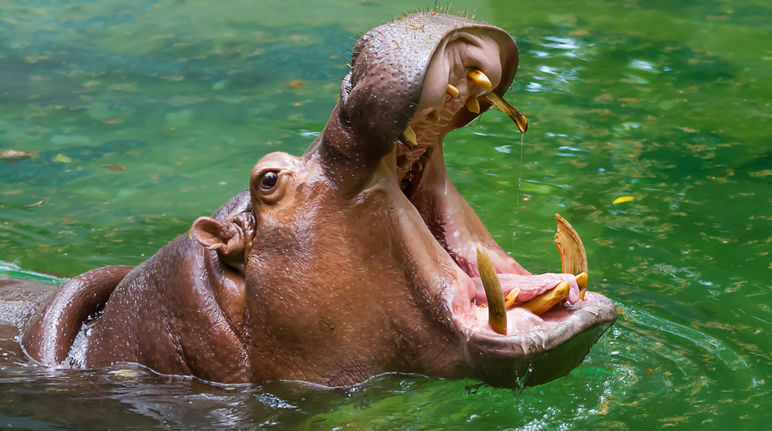 Hippopotame la gueule grande ouverte