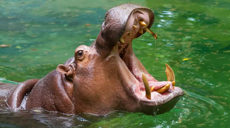 Les hippopotames sont classés "vulnérables" sur la liste rouge de l'UICN Hippopotame la gueule grande ouverte