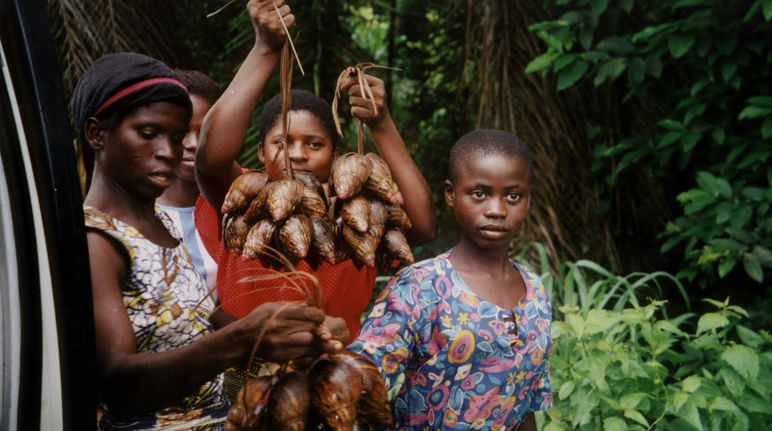 Des femmes du peuple autochtone Ekuri montrent le fruit de leur récolte dans la forêt de l’État de Cross River au Nigéria