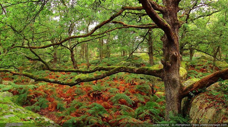 Chêne dans la forêt de Fontainebleau