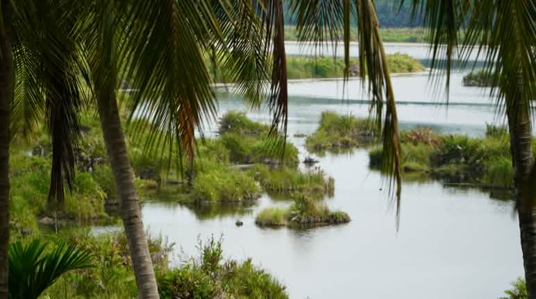 Le marais de Paya Nie est protégé par des lois indigènes strictes Vue en contre-plongé sur la zone marécageuse de Paya-Nie (Sumatra)