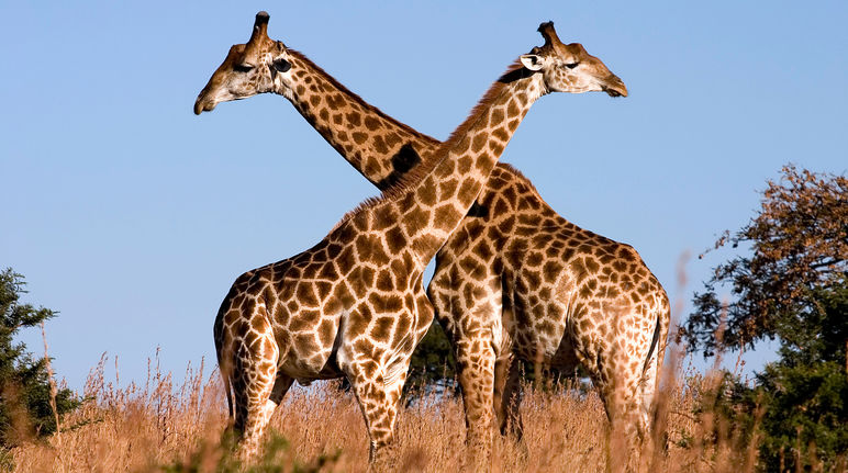 Mobilisons-nous pour sauver l'extraordinaire faune du Serengeti Giraffes