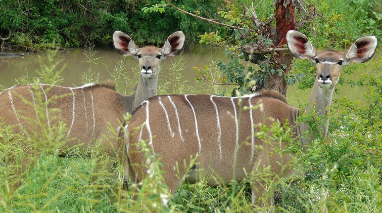Antilopes dans les forêts et savanes du Ghana Deux antilopes