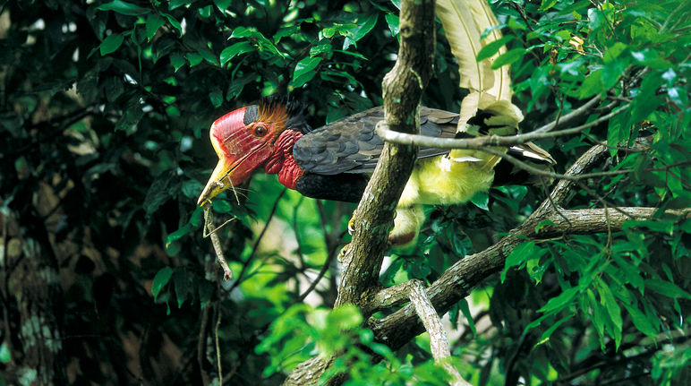 Un calao à casque rond (Rhinoplax vigil) dans un arbre