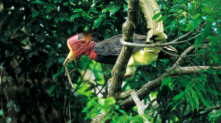 Un spectacle rare : un calao à casque rond dans un arbre Un calao à casque rond (Rhinoplax vigil) dans un arbre