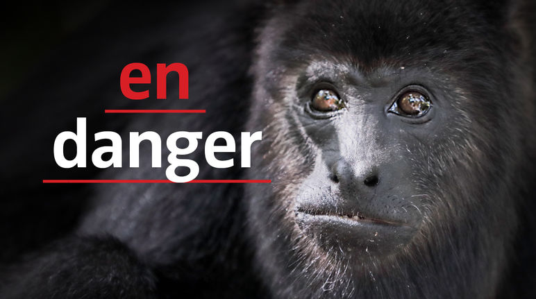 Singe Hurleur noir (Alouatta carayá) avec sur fond noir avec le texte "en danger"