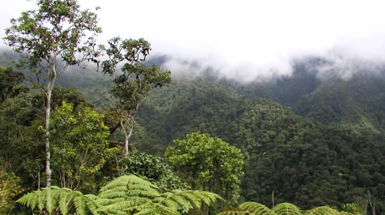 Forêt de nuages en plein cœur de la concession minière près de Junin dans la région de l’Intag Forêt de nuages dans la région de l’Intag au nord de l’Équateur
