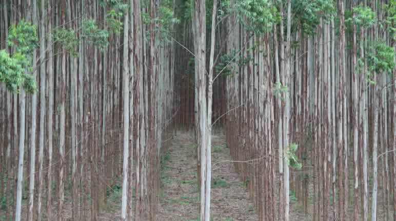 Plantation d'eucalyptus