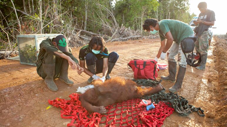 Les vétérinaires de l’IAR examinent un orang-outan sous anesthésie