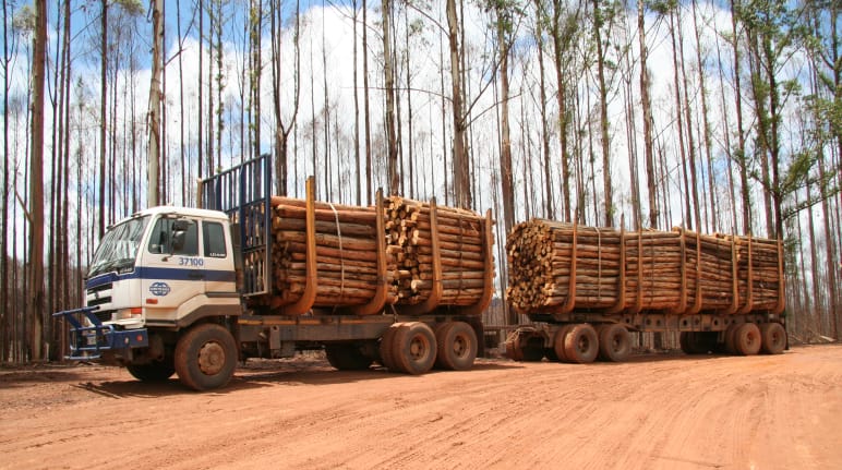 Un camion et sa remorque chargés de grumes devant une plantation d’eucalyptus brûlée