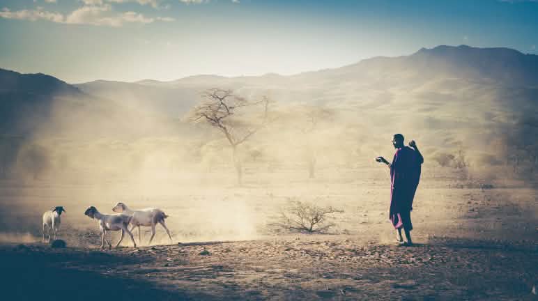 Les bergers massaïs subissent des violences depuis des décennies Éleveur de bétail massaï en Tanzanie