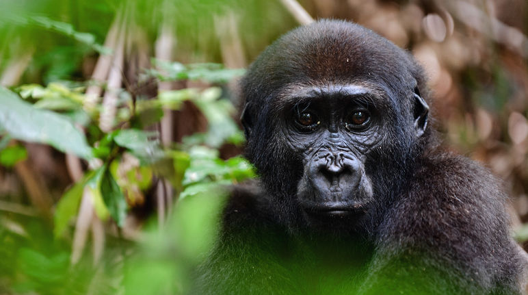 Gorille des plaines de l'Ouest (Gorilla gorilla gorilla)