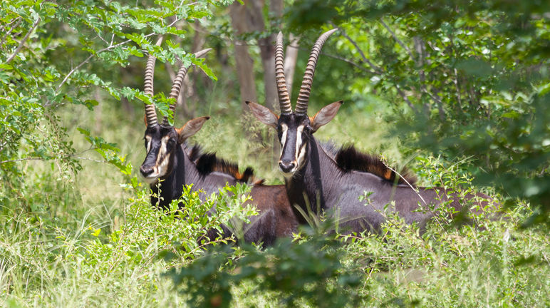 Les hippotragues noirs ont besoin de forêt, pas de plantations Antilope noire (Hippotragus Niger)