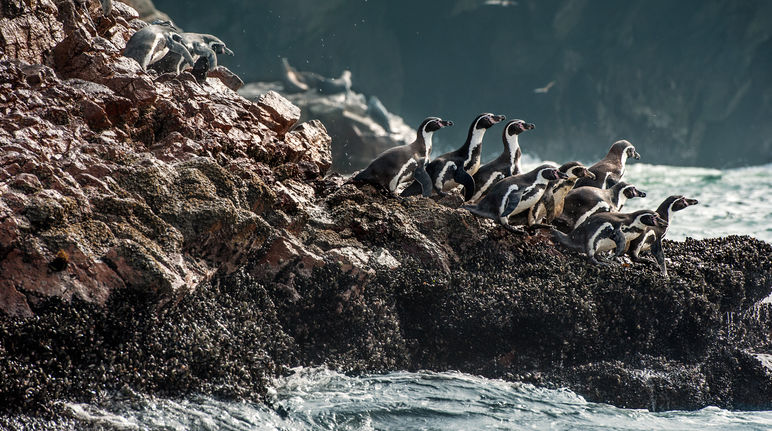 Les manchots de Humboldt ont besoin d'une aire marine continue et protégée Groupe de manchots de Humboldt escalade le long des falaises de l’eau