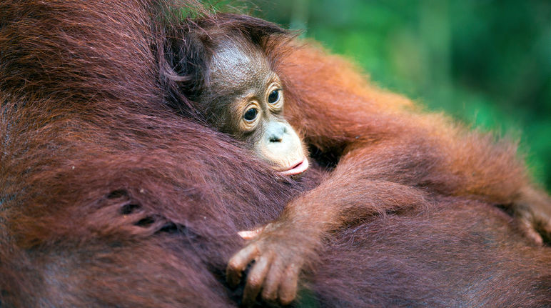 Bébé orang-outan