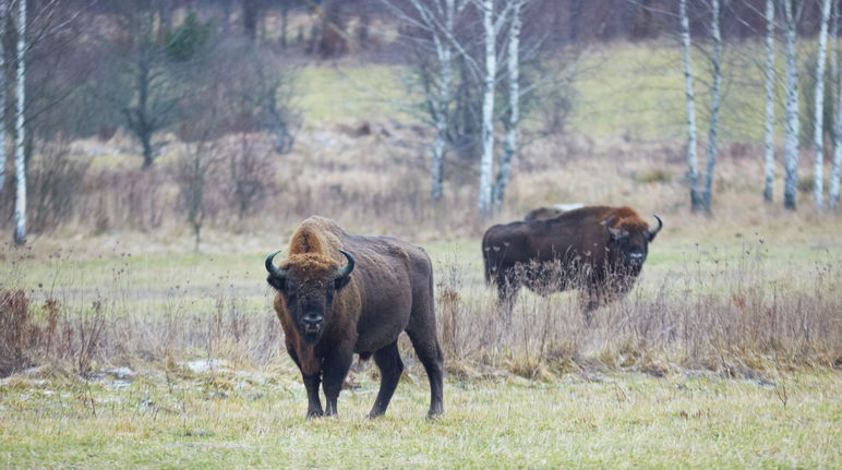 Bisons d'Europe dans la forêt de Bialowieza