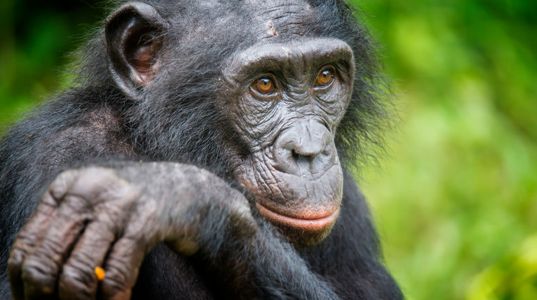 Le chimpanzé, un grand singe en danger