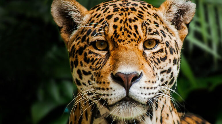 Jaguar dans la Réserve biologique Indio Maíz au Nicaragua