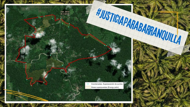 Empiètement des plantations de palmiers à huile  sur le territoire de la municipalité de San Javier de Barranquilla