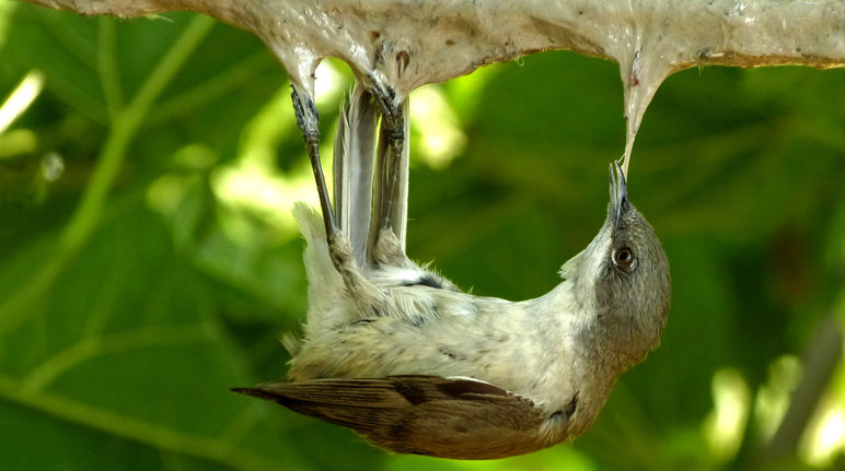 Une fauvette babillarde (Sylvia curruca) engluée à une branche