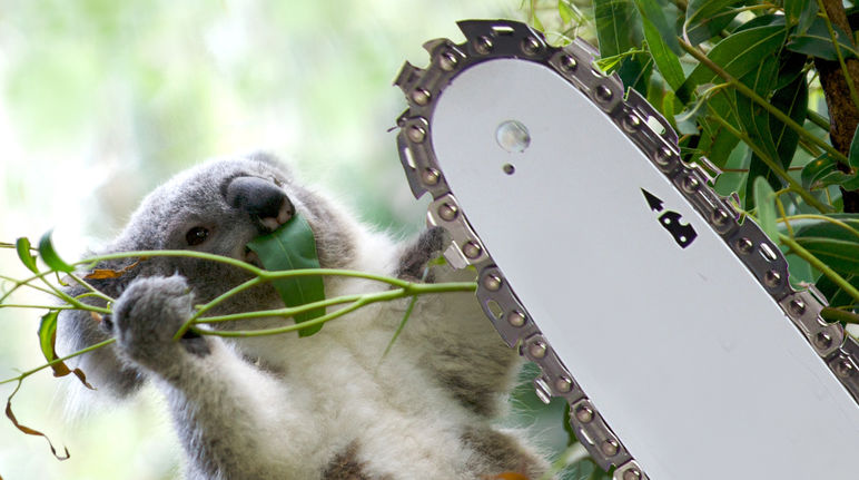 Photomontage : un koala en train de tomber d'un arbre à cause d'une tronçonneuse