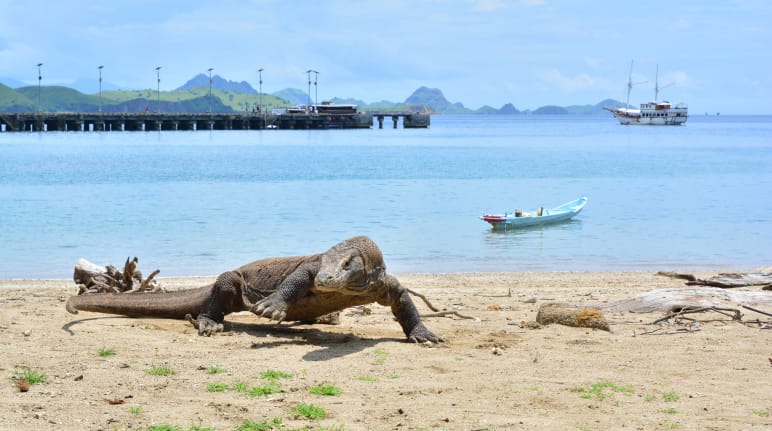 Un varan de Komodo sur une plage