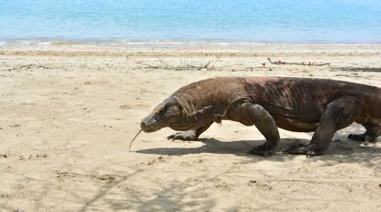 L’UICN vient de classer le dragon de Komodo comme espèce "en danger" Un dragon de Komodo marche sur une plage