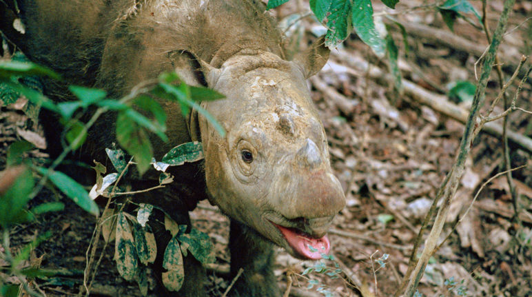 Rhinocéros de Sumatra