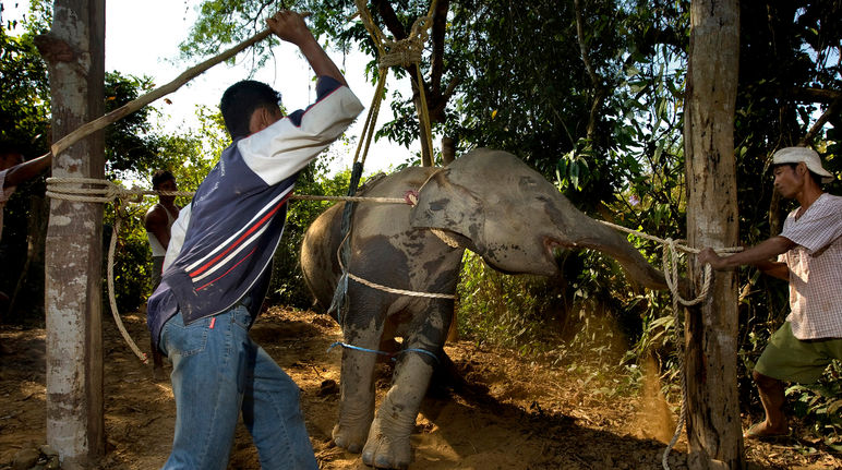 Elephant battu et torturé lors de son dressage