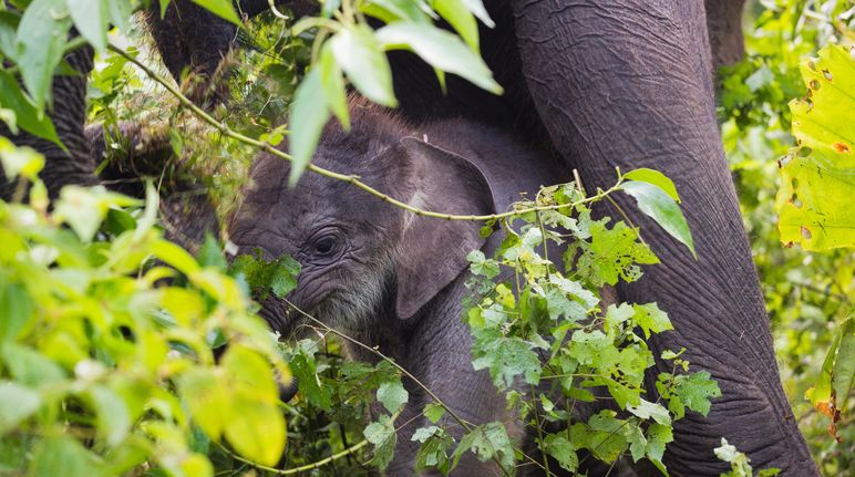 L'écosystème de Leuser abrite des éléphants de forêt