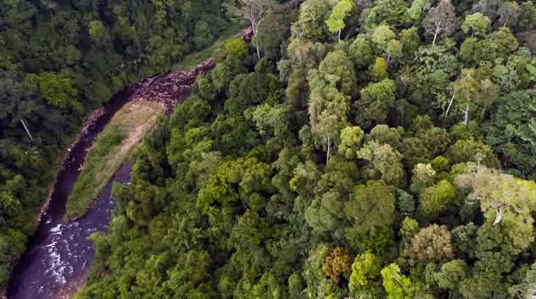 L’écosystème de Leuser abrite les forêts tropicales à la plus riche biodiversité d’Indonésie Vue aérienne d'une rivière dans l'écosystème de Leuser