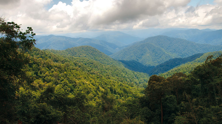 Forêt tropicale dans le parc national de Leuser