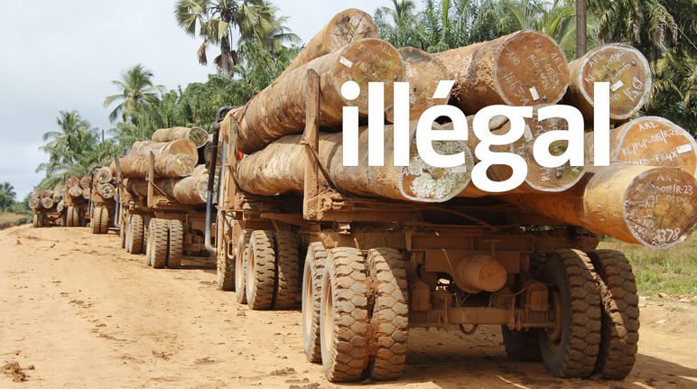 Des camions chargés de grumes d’arbres au Libéria