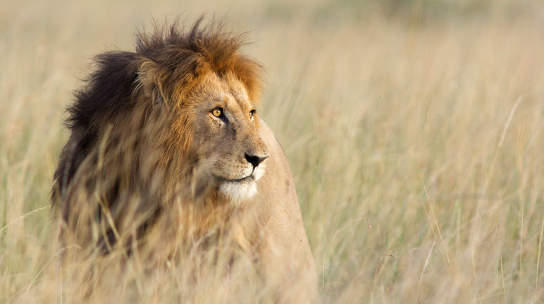 Lion dans la savane