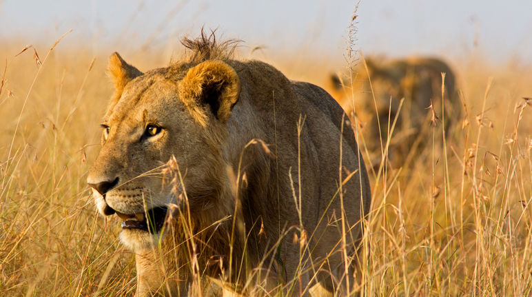 Lions dans la savane