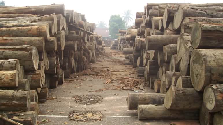 Le bois tropical abattu illégalement en Indonésie bientôt de retour sur le marché mondial ? Troncs d’arbres coupés