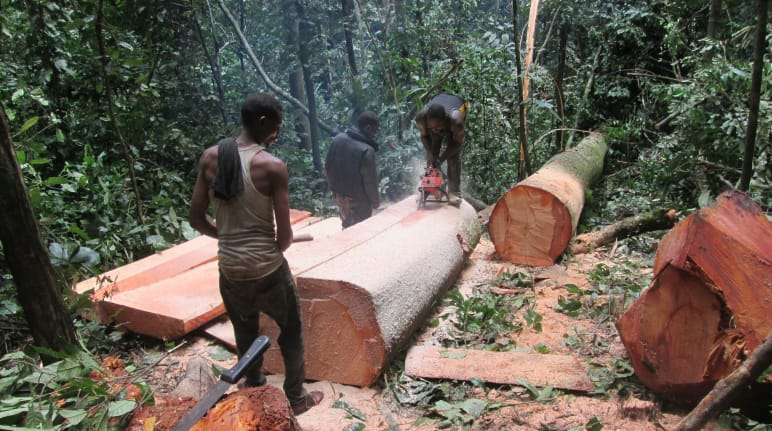En pleine forêt, trois bûcherons scient le tronc d’un arbre fraichement abattu